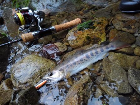 沢でイワナ釣り